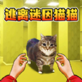 猫咪一起挤